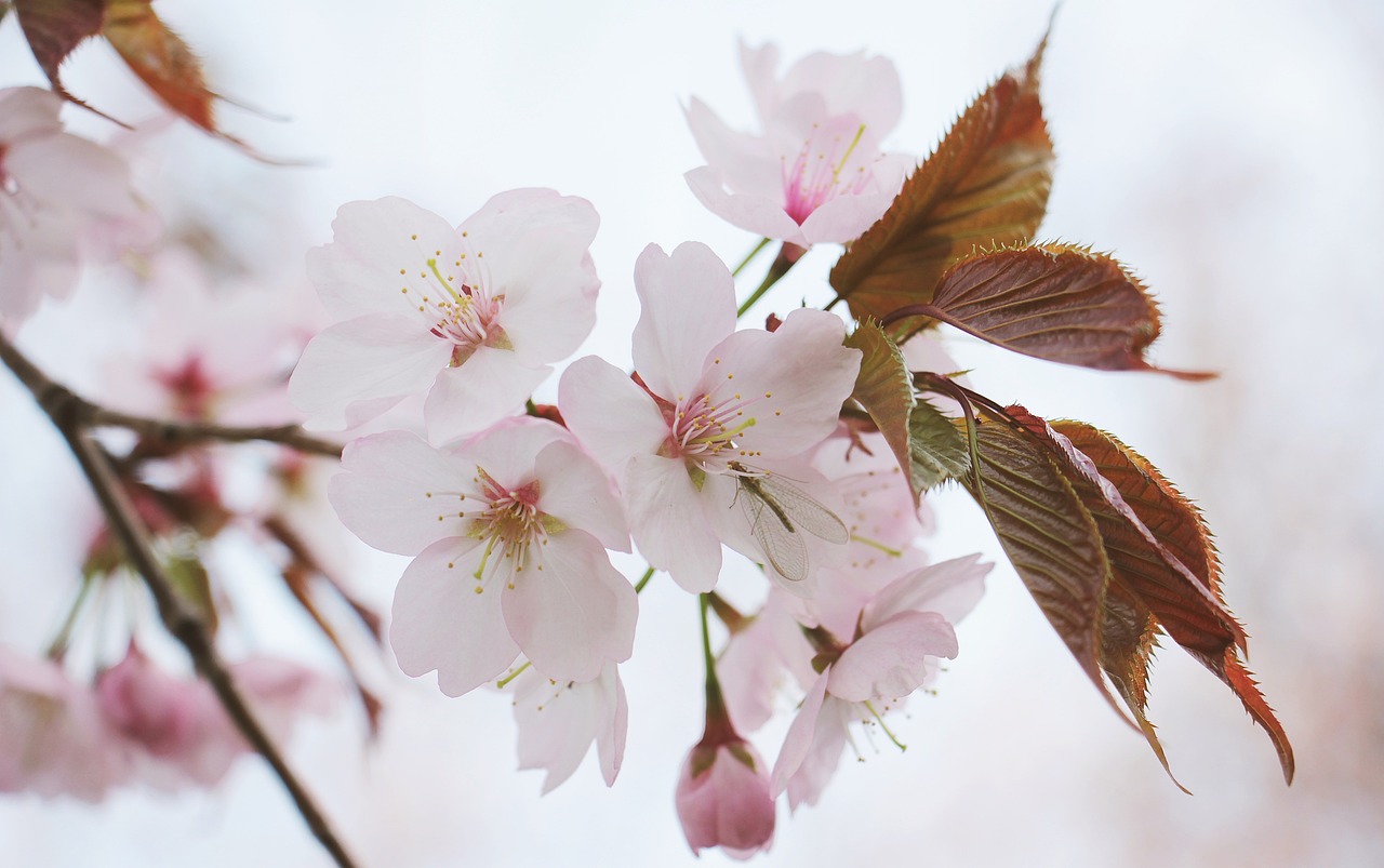 Must-Visit Destinations in Japan for Cherry Blossom Season